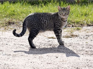 chat Mau égyptien